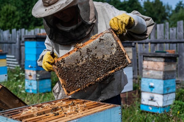 How to Start an Urban Beekeeping Project in the UK?