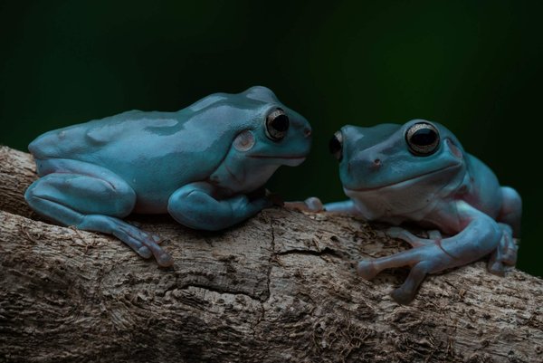 Can You Pair a Masculine Wristwatch with a Feminine Suit for a Bold Statement?