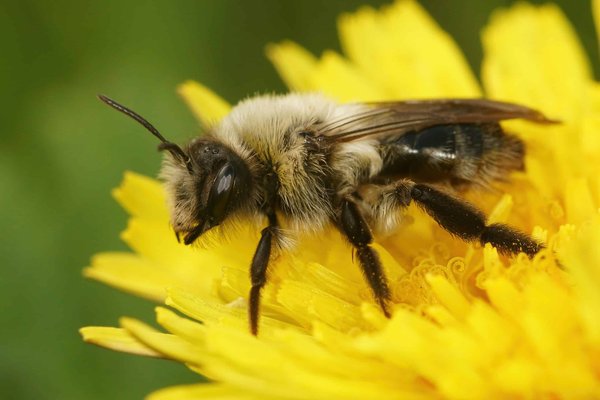 Can Urban Beekeeping Initiatives Improve Environmental Health and Community Well-being?